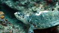 foto de buceo
