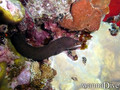 foto de buceo