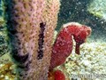 foto de buceo