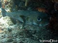 foto de buceo
