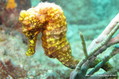 foto de buceo