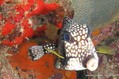 foto de buceo