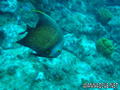 foto de buceo