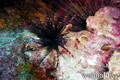 foto de buceo