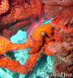 foto de buceo