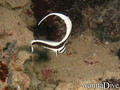 foto de buceo