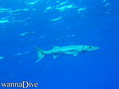 foto de buceo