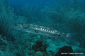 foto de buceo