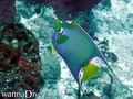 foto de buceo