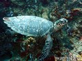 foto de buceo