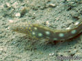 foto de buceo