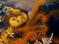 foto de buceo