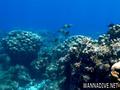 foto de buceo