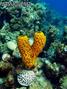 foto de buceo