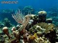 foto de buceo