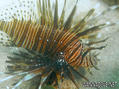 foto de buceo