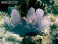 foto de buceo