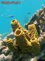 foto de buceo