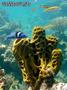 foto de buceo
