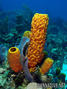 foto de buceo