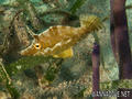 foto de buceo