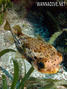 foto de buceo