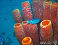 foto de buceo