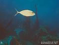 foto de buceo