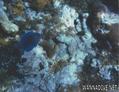 foto de buceo