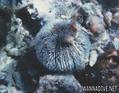 foto de buceo