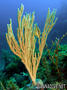 foto de buceo