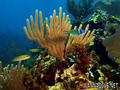 foto de buceo