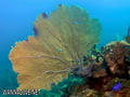 foto de buceo