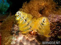 foto de buceo