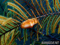 foto de buceo