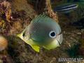 foto de buceo
