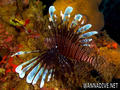 foto de buceo