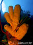 foto de buceo