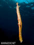 foto de buceo