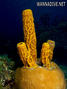 foto de buceo