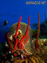 foto de buceo