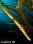 foto de buceo