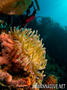 foto de buceo
