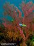 foto de buceo