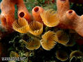foto de buceo