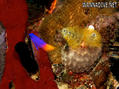 foto de buceo