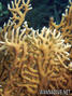 foto de buceo