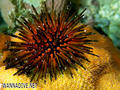 foto de buceo