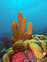 foto de buceo