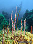 foto de buceo